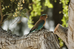 Coracias benghalensis