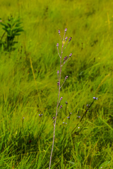 Senecio discodregeanus