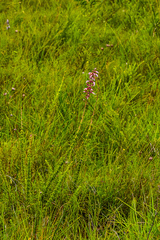 Syncolostemon ramulosus