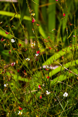 Tephrosia polystachya