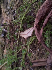 Timandra convectaria