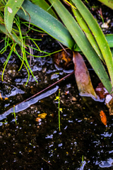 Utricularia subulata