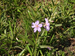 Chaetogastra gracilis