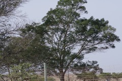 Acacia mearnsii