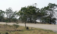 Acacia mearnsii