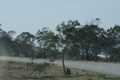 Acacia mearnsii