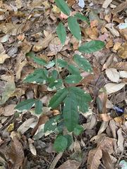 Wisteriopsis reticulata
