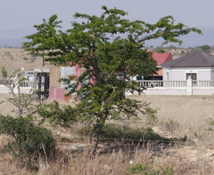 Vachellia karroo