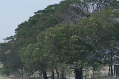 Acacia mearnsii
