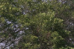 Acacia mearnsii