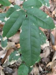 Wisteriopsis reticulata