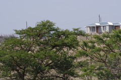 Vachellia karroo