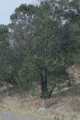 Acacia mearnsii