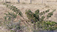 Searsia chirindensis