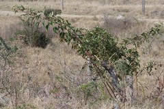 Searsia chirindensis