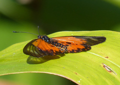 Acraea fornax
