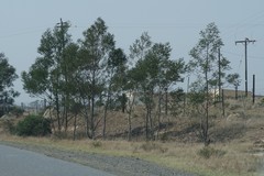 Acacia mearnsii