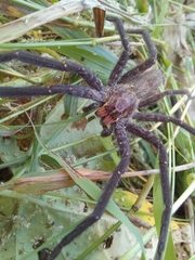 Cupiennius chiapanensis