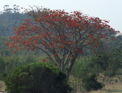 Erythrina caffra