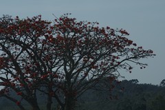 Erythrina caffra