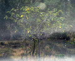 Solanum chrysotrichum