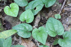 Piperales