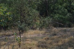 Acacia mearnsii