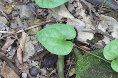 Piperales