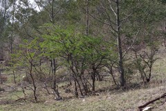 Vachellia karroo