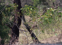 Solanum chrysotrichum