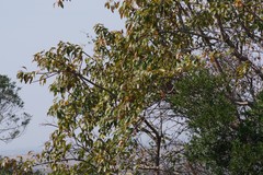Searsia chirindensis