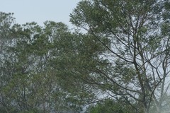 Acacia mearnsii