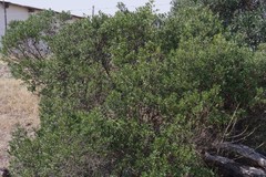Diospyros dichrophylla