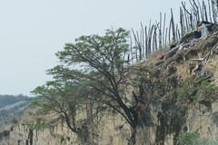 Vachellia karroo