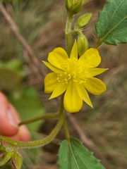 Corchorus confusus