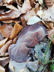 Auricularia auricula-judae