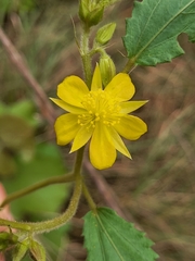 Corchorus confusus