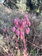 Kalanchoe fedtschenkoi