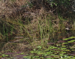 Cyperus textilis