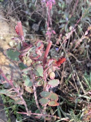 Kalanchoe fedtschenkoi