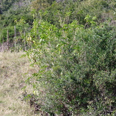 Cestrum laevigatum