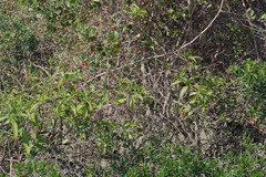 Cestrum laevigatum