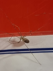 Pholcus phalangioides