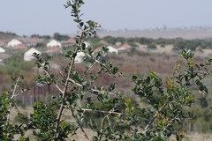 Scutia myrtina