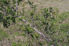 Scutia myrtina