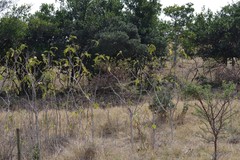 Solanum chrysotrichum