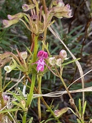 Dicerandra frutescens var. cornutissima image
