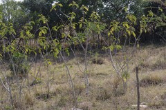 Solanum chrysotrichum