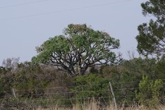 Cussonia spicata