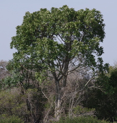Harpephyllum caffrum